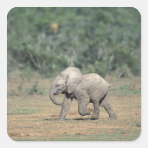 Sydafrika, Addo Elephant Nat'l Park. Bebis Fyrkantigt Klistermärke