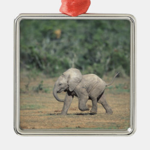 Sydafrika, Addo Elephant Nat'l Park. Bebis Julgransprydnad Metall