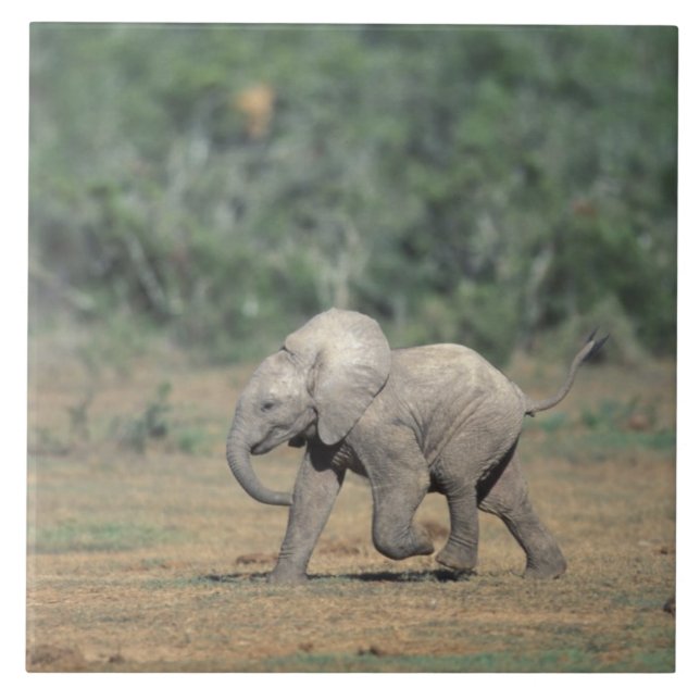 Sydafrika, Addo Elephant Nat'l Park. Bebis Kakelplatta (Framsidan)