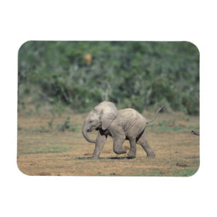Sydafrika, Addo Elephant Nat'l Park. Bebis Magnet
