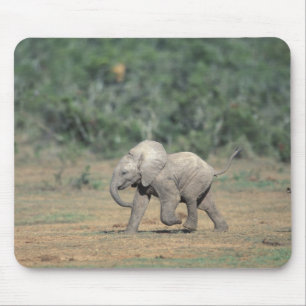 Sydafrika, Addo Elephant Nat'l Park. Bebis Musmatta