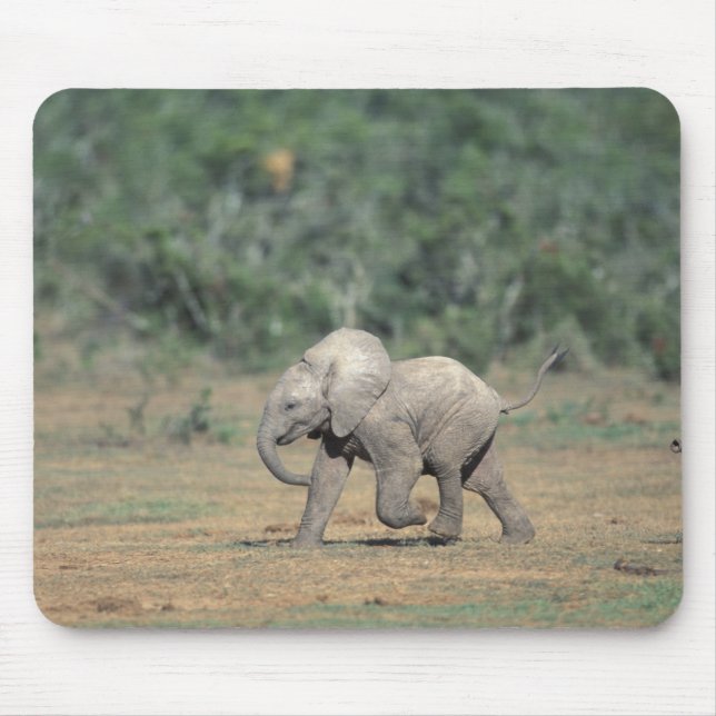 Sydafrika, Addo Elephant Nat'l Park. Bebis Musmatta (Framsidan)