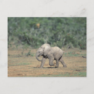 Sydafrika, Addo Elephant Nat'l Park. Bebis Vykort