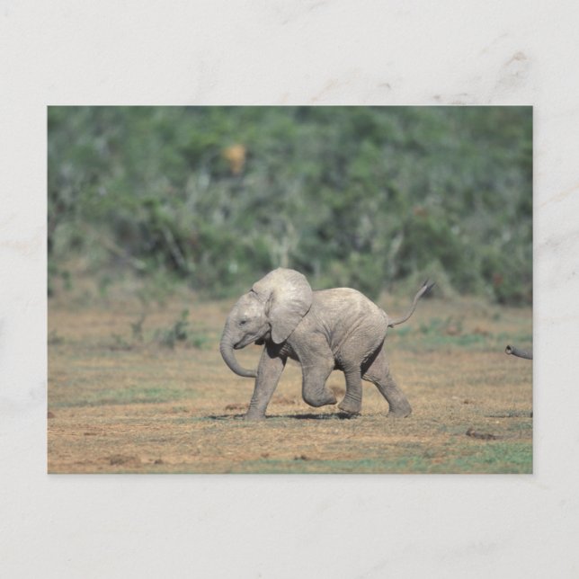 Sydafrika, Addo Elephant Nat'l Park. Bebis Vykort (Framsida)
