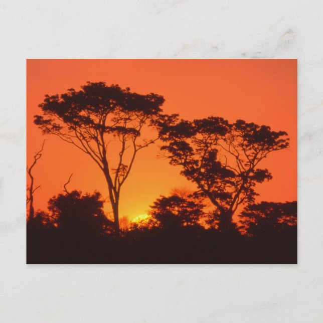 Sydafrika. Afrikansk solnedgång. Vykort (Framsida)