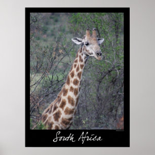 Sydafrika giraff poster