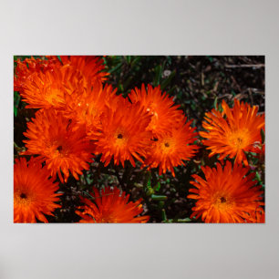 Sydafrika Gröna Orangea Sukkulenta Blommor Poster