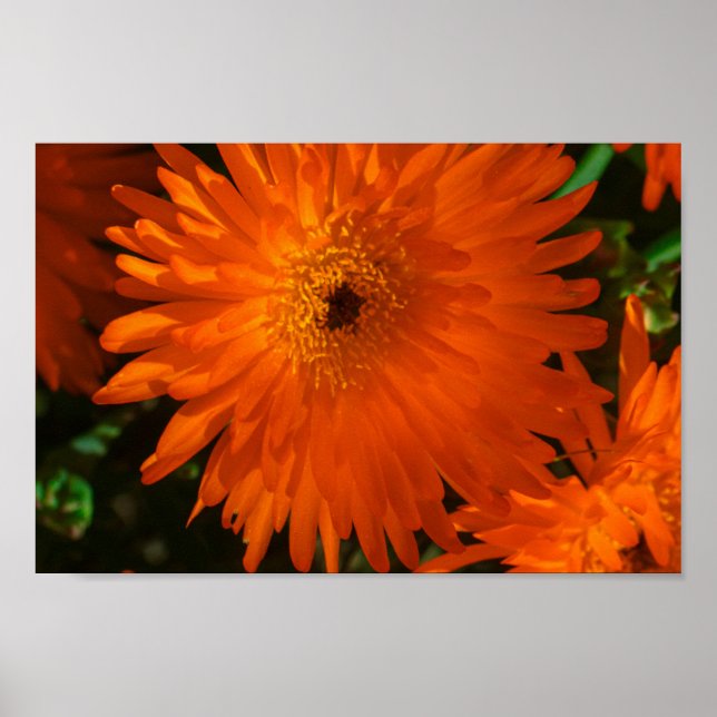 Sydafrika Gröna Orangea Sukkulenta Blommor Poster (Framsidan)