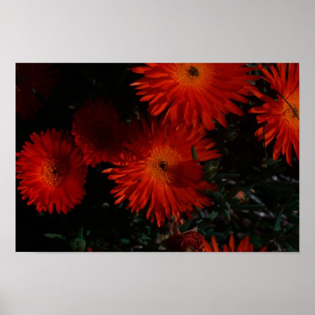 Sydafrika Gröna Orangea Sukkulenta Blommor Poster (Framsidan)