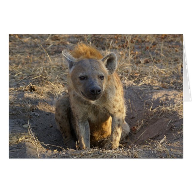 Sydafrika Hyena Hälsningskort (Framsidan Horizontal)