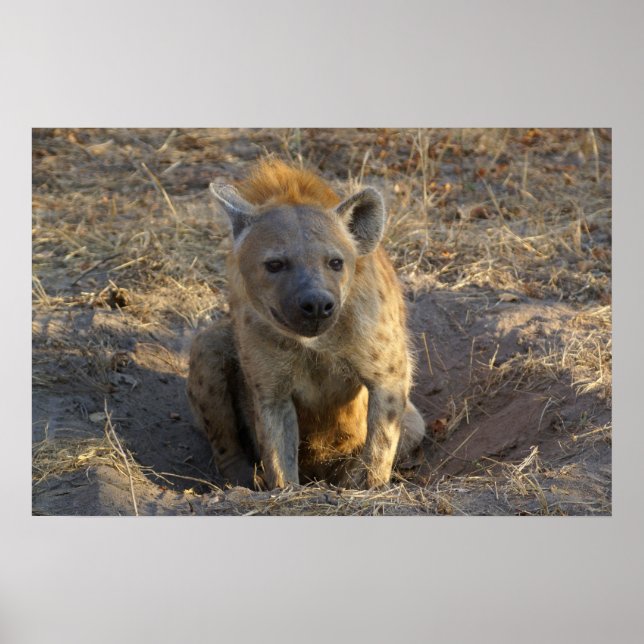 Sydafrika Hyena Poster (Framsidan)