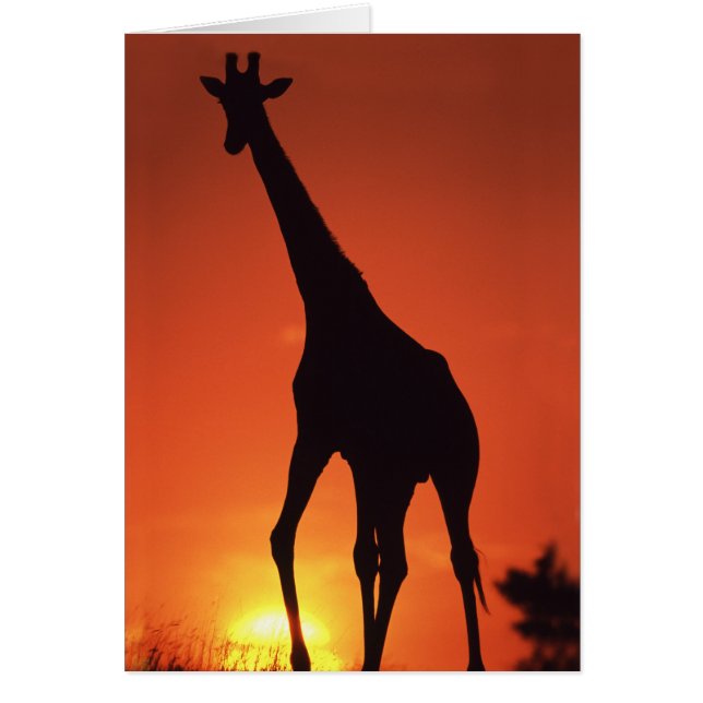 Sydafrika, Kruger NP.  Giraff (Giraffa Hälsningskort (Framsidan)