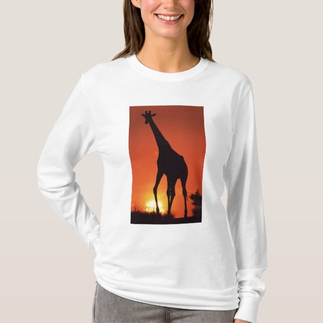 Sydafrika, Kruger NP.  Giraff (Giraffa Tee (Framsida)