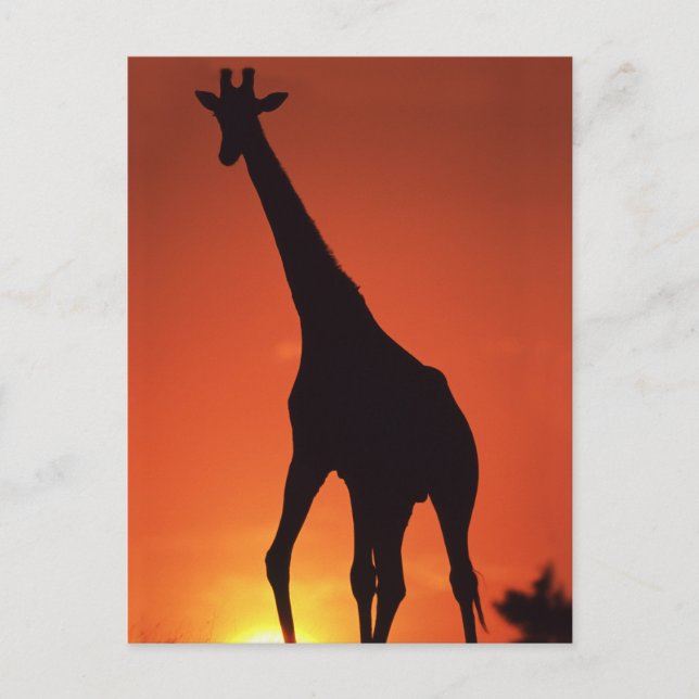 Sydafrika, Kruger NP.  Giraff (Giraffa Vykort (Framsida)