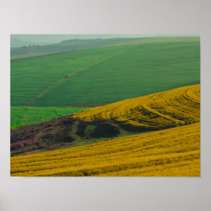 Sydafrika Landsbygd Landskap Canola Fält Affisch