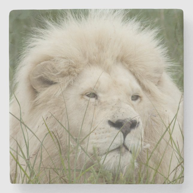 Sydafrika östliga London, privata Inkwenkwezi Stenunderlägg (Framsidan)