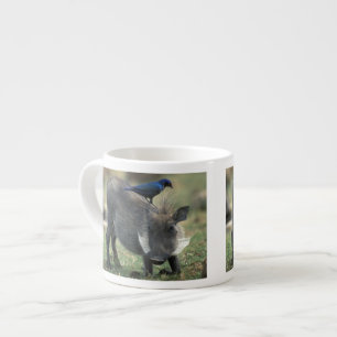 Sydafrika, Pilanesburg GR, Vårtsvin Espressomugg