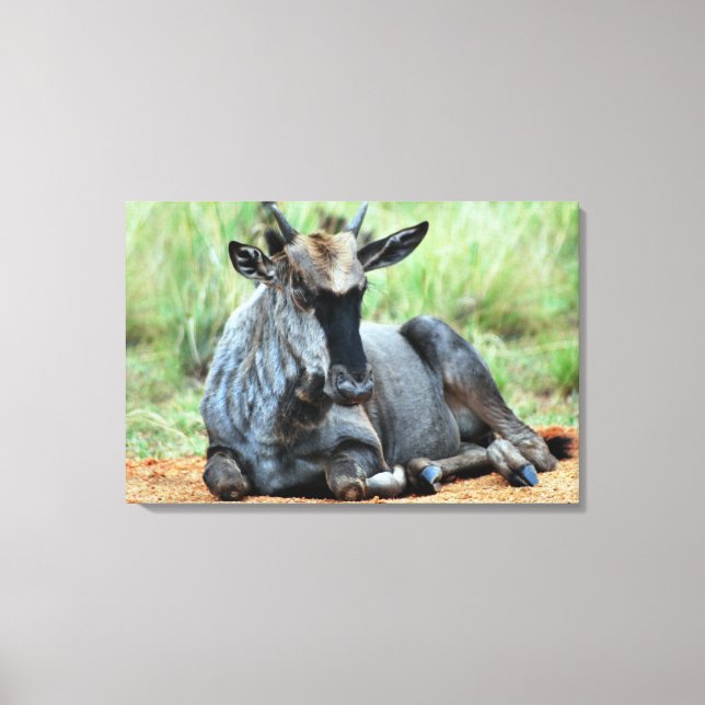 Sydafrika Wildebeest Canvastryck (Framsida)