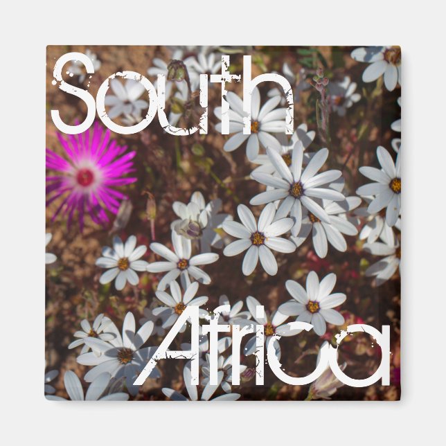 SydAfrikan Velddrif Väster Kusten Vild Flowers Magnet (Framsidan)