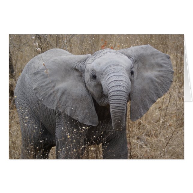 Sydafrikanska Baby Elephant Hälsningskort (Framsidan Horizontal)
