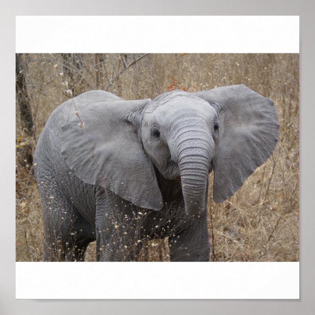 Sydafrikanska Baby Elephant Poster (Framsidan)