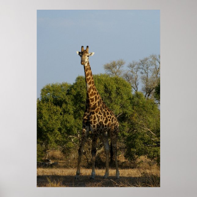 Sydafrikanska Giraffe Poster (Framsidan)