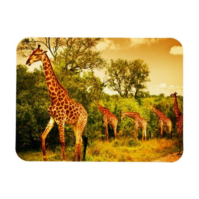 Sydafrikanska giraffer magnet (Horisontell)