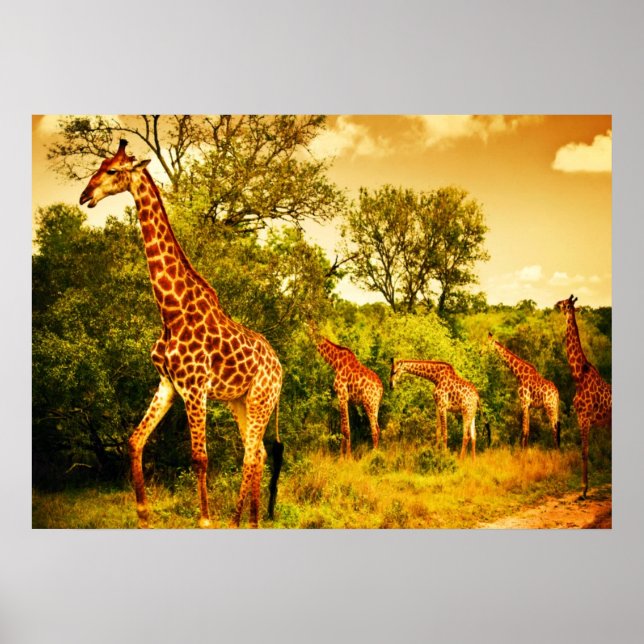 Sydafrikanska giraffer poster (Framsidan)