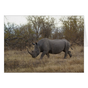 Sydafrikanska Rhinoceros Hälsningskort
