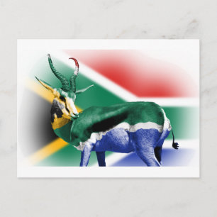 Sydafrikanska Springbock Flagga Vykort