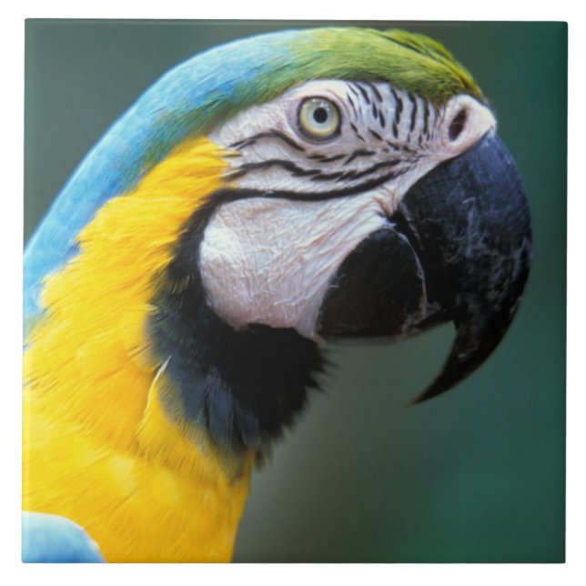 Sydamerika, Brasilien, Iguacu Natioanl Park Kakelplatta (Framsidan)