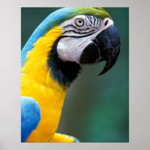 Sydamerika, Brasilien, Iguacu Natioanl Park Poster