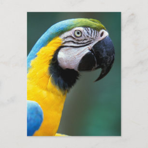 Sydamerika, Brasilien, Iguacu Natioanl Park Vykort