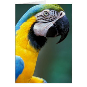 Sydamerika, Brasilien, Iguacu nationalpark, Hälsningskort