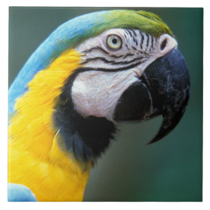 Sydamerika, Brasilien, Iguacu nationalpark, Kakelplatta