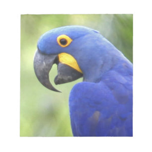 Sydamerika, Brasilien, Pantanal Anteckningsblock