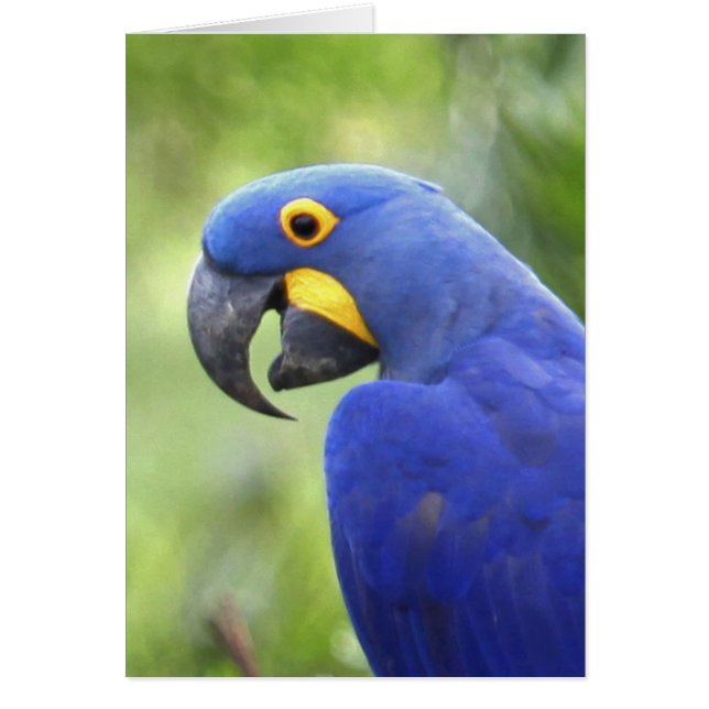 Sydamerika, Brasilien, Pantanal Hälsningskort (Framsidan)