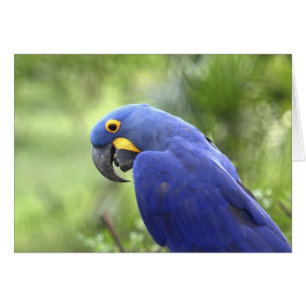 Sydamerika, Brasilien, Pantanal Hälsningskort