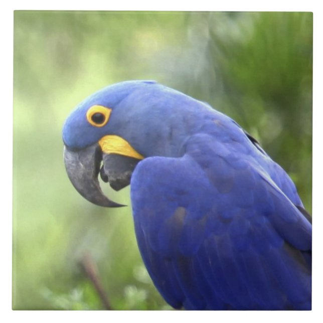 Sydamerika, Brasilien, Pantanal Kakelplatta (Framsidan)
