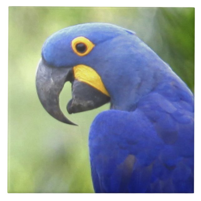 Sydamerika, Brasilien, Pantanal Kakelplatta (Framsidan)