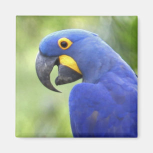 Sydamerika, Brasilien, Pantanal Magnet
