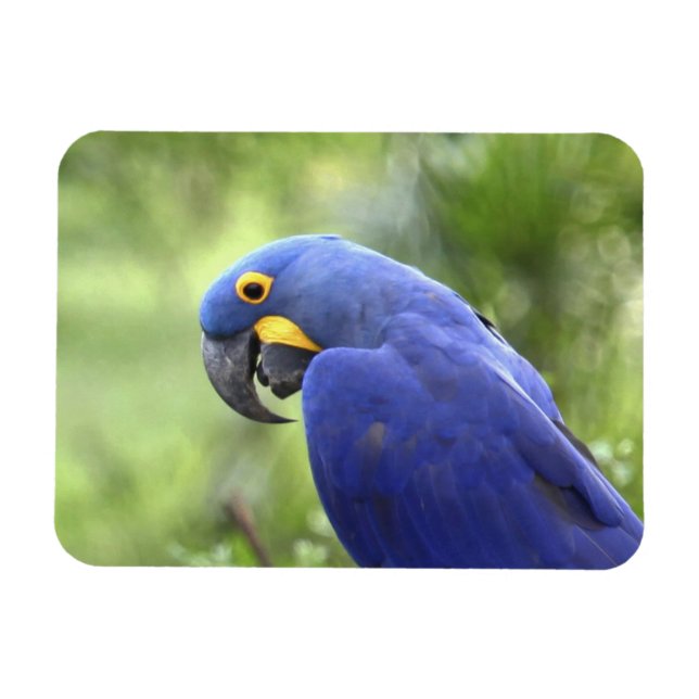 Sydamerika, Brasilien, Pantanal Magnet (Horisontell)