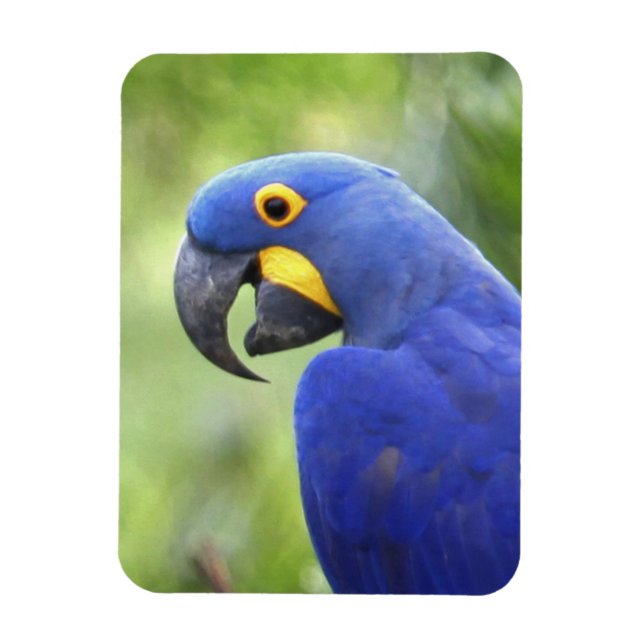 Sydamerika, Brasilien, Pantanal Magnet (Vertikal)