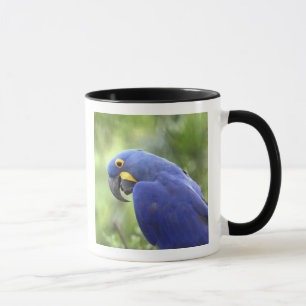 Sydamerika, Brasilien, Pantanal Mugg