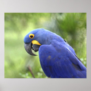 Sydamerika, Brasilien, Pantanal Poster