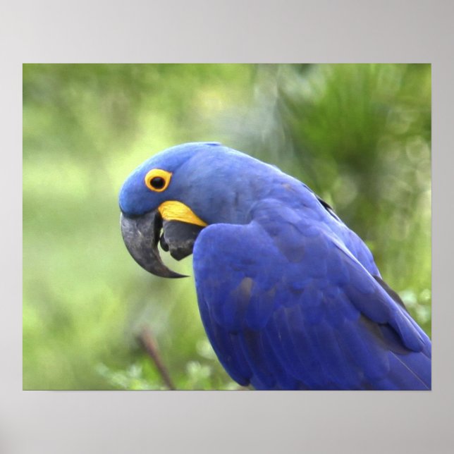 Sydamerika, Brasilien, Pantanal Poster (Framsidan)