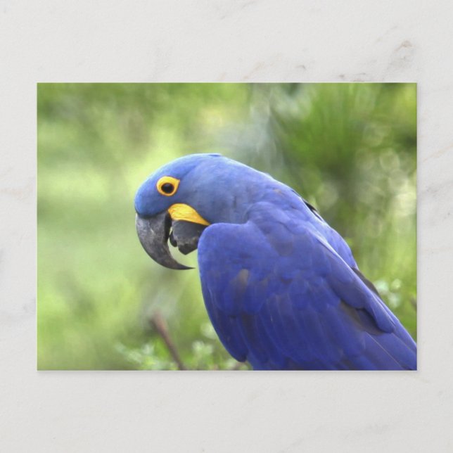 Sydamerika, Brasilien, Pantanal Vykort (Framsida)