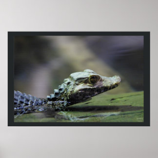 Sydamerika Caiman Poster