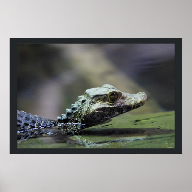 Sydamerika Caiman Poster (Framsidan)