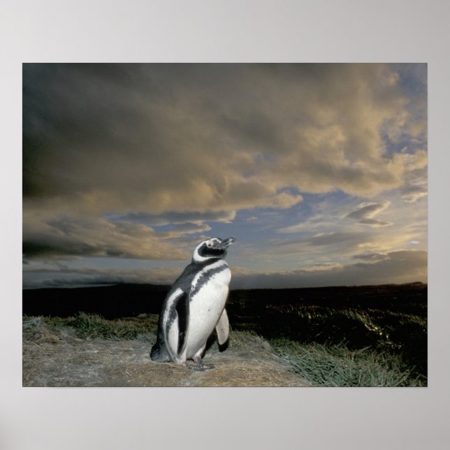 Sydamerika, Chile, Patagonia, Magellanes, Poster (Framsidan)